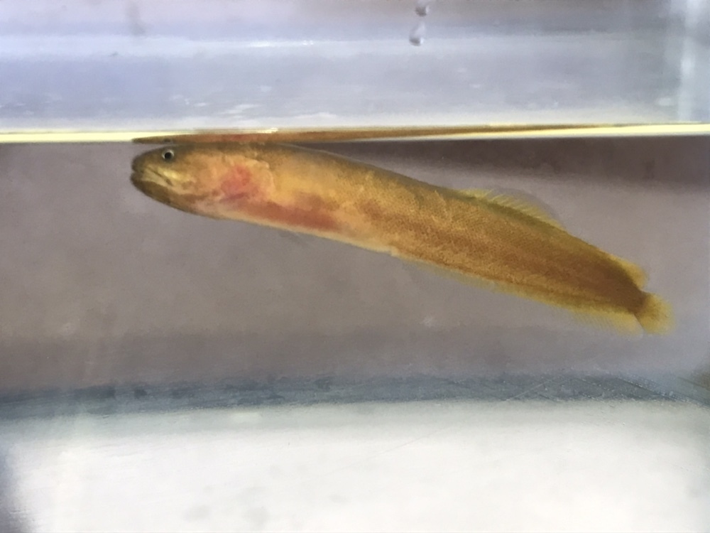Gulf brotula (Ogilbia ventralis) — Bythitidae