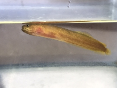 Gulf brotula (Ogilbia ventralis) — Bythitidae
