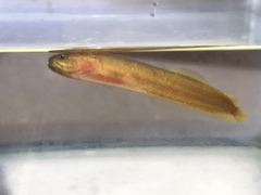 Gulf Brotula photo 1