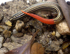 Vanzosaura multiscutata