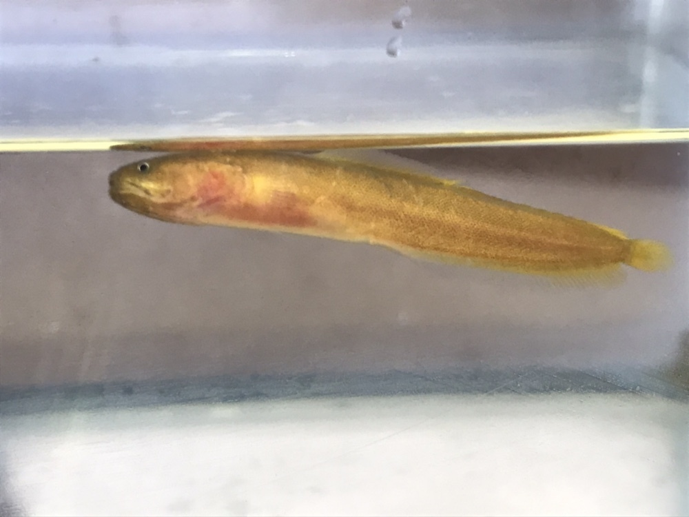 Ogilbia