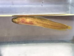 Gulf Brotula photo 2