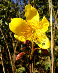 Cochlospermum regium