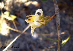 Styrax ferrugineus