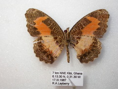 Vanessula milca milca