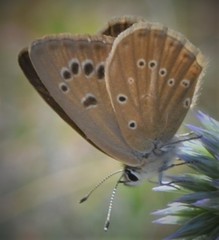 Polyommatus fabressei