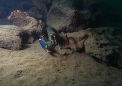 Cherax quadricarinatus