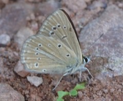 Polyommatus fabressei