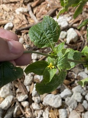 Synedrella nodiflora