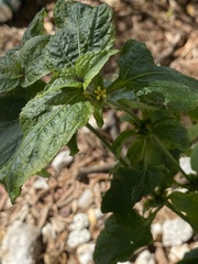 Synedrella nodiflora