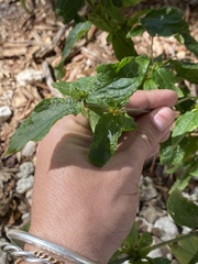 Synedrella nodiflora