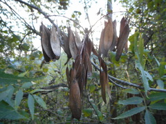 Fraxinus angustifolia oxycarpa
