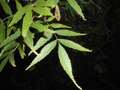Fraxinus angustifolia oxycarpa