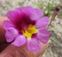 Erythranthe rhodopetra