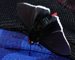 Elbella intersecta