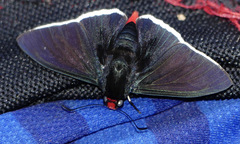Elbella intersecta