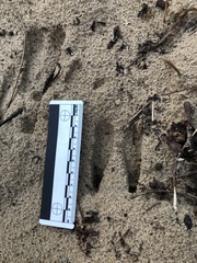 Odocoileus hemionus californicus