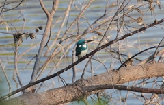 Alcedo coerulescens