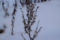 Artemisia vulgaris