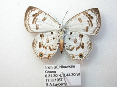 Anthene sylvanus