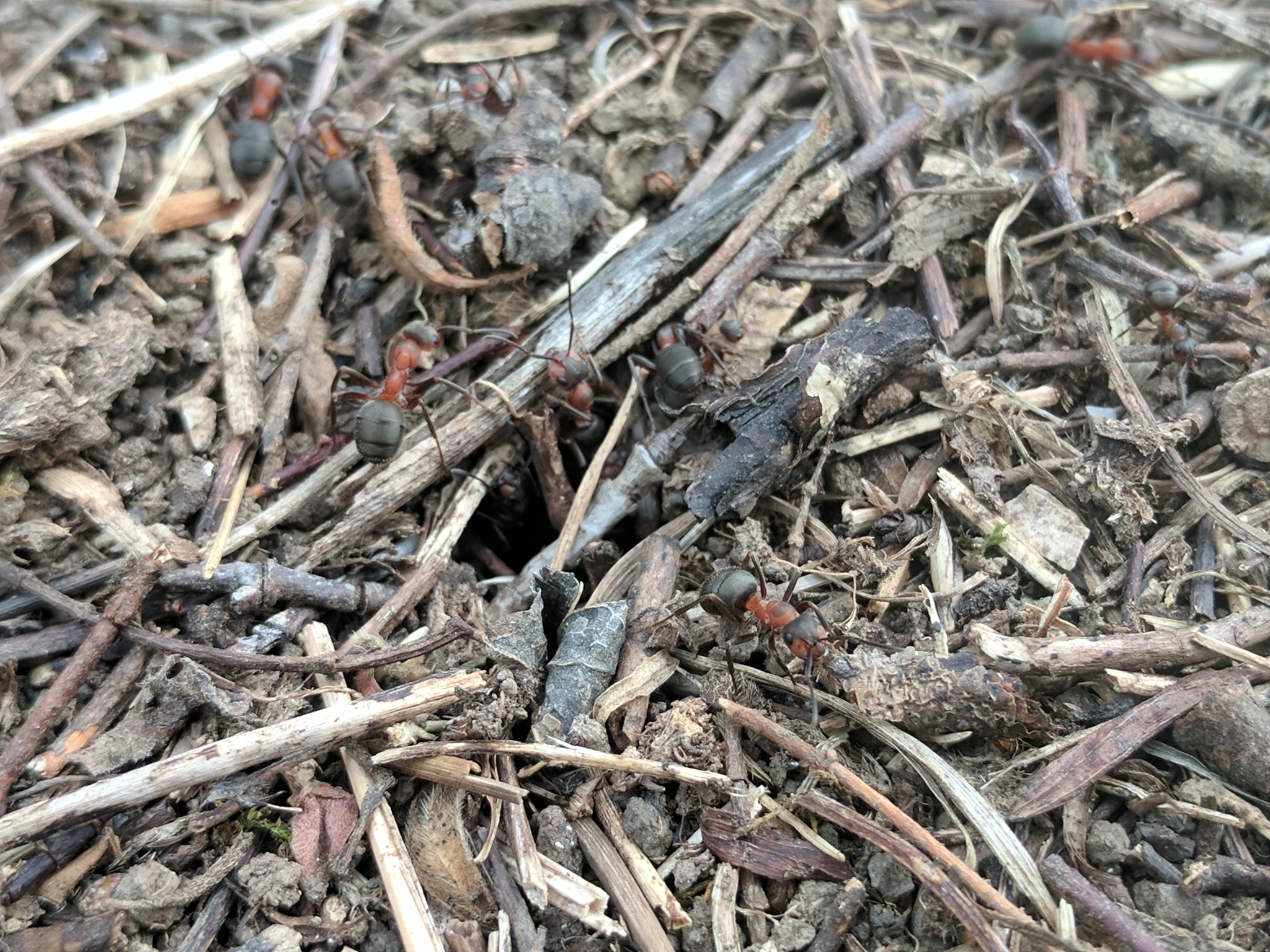 Formica lugubris