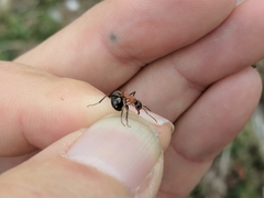 Formica lugubris