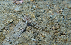 Gobius roulei