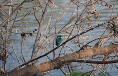 Alcedo coerulescens