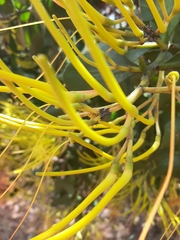 Psittacanthus robustus