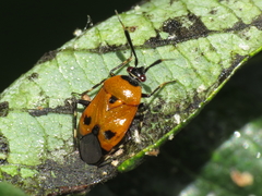 Deraeocoris punctum