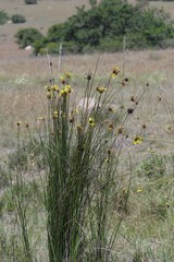 Bobartia orientalis