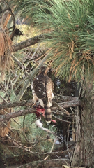 Accipiter cooperii