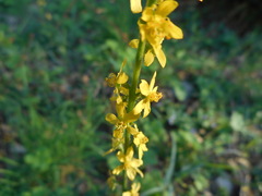 Agrimonia eupatoria