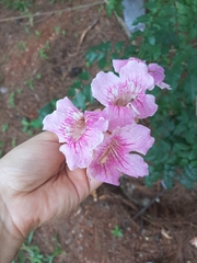 Podranea