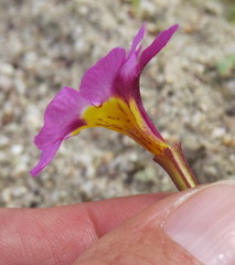 Erythranthe rhodopetra