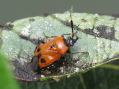 Deraeocoris punctum