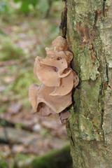 Phaeotremella frondosa