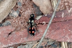 Traumatomutilla austera