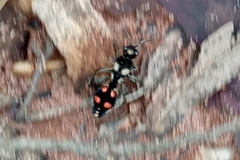 Traumatomutilla austera