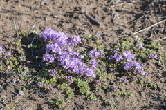 Thymus reverdattoanus