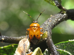 Deraeocoris punctum