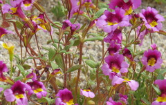 Erythranthe rhodopetra