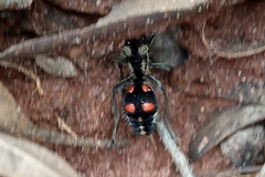 Traumatomutilla austera