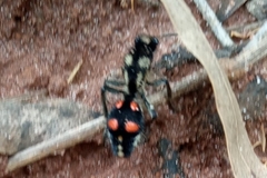 Traumatomutilla austera