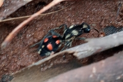 Traumatomutilla austera