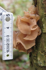 Phaeotremella frondosa