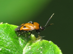 Deraeocoris punctum