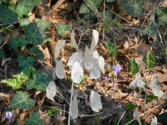 Lunaria annua