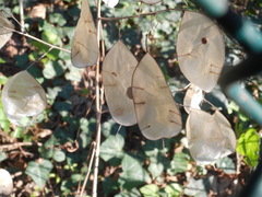 Lunaria annua