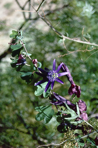Passion Flower (Passiflora umbilicata)
